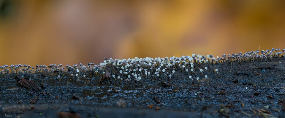 Die wundersame Welt der Schleimpilze