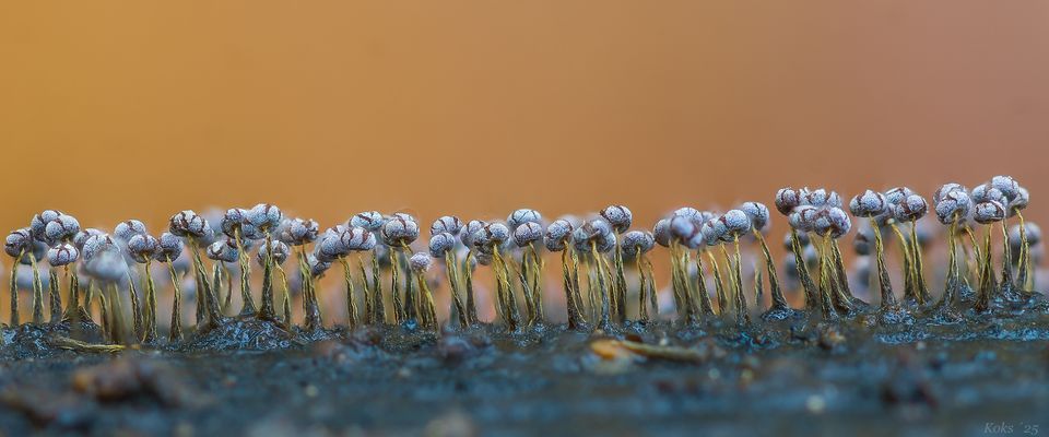 Die wundersame Welt der Schleimpilze