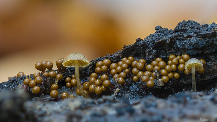 Die wundersame Welt der Schleimpilze