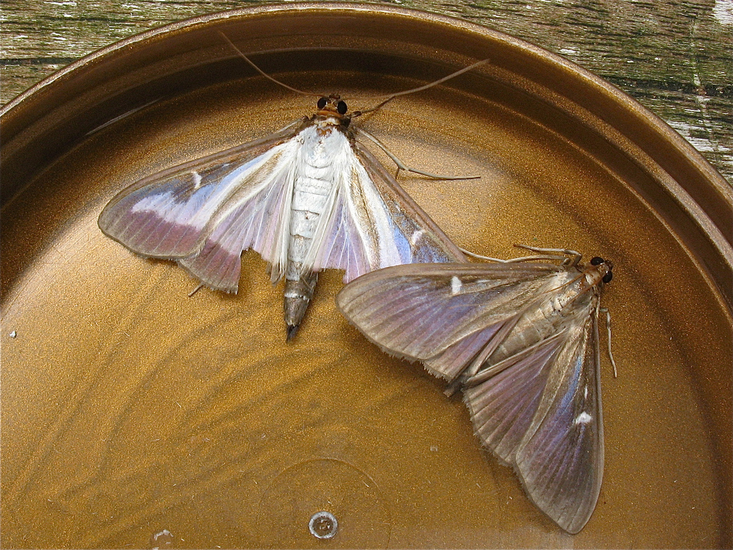 Die wunderschön glänzenden Falter des Buchsbaumzünslers (Diaphania perspectalis)