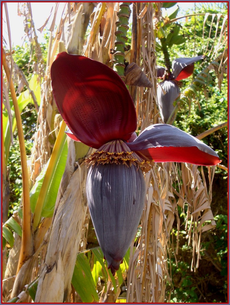 die wunderschöne blüte