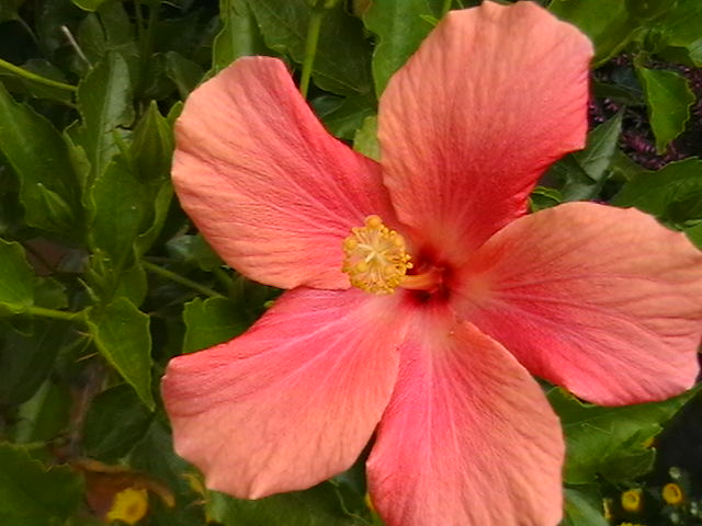 Die wunderschöne Blüte des Hibiskus