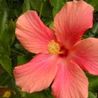 Die wunderschöne Blüte des Hibiskus