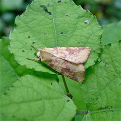 Die wunderschöne Eule Cirrhia icteritia (kein Greifvogel, hat daher keinen deutschen Namen)