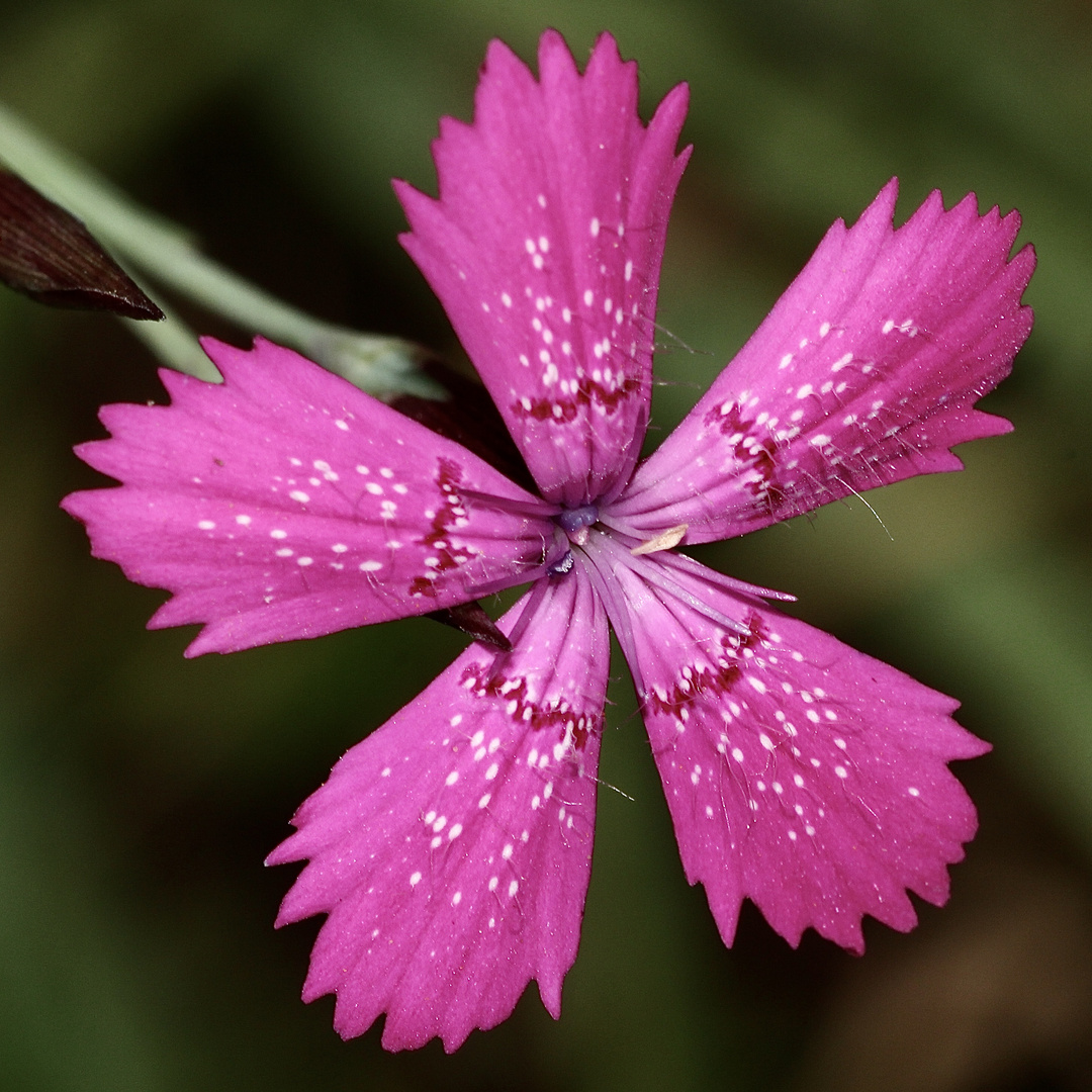 Die wunderschöne Heidenelke (Dianthus deltoides) ...