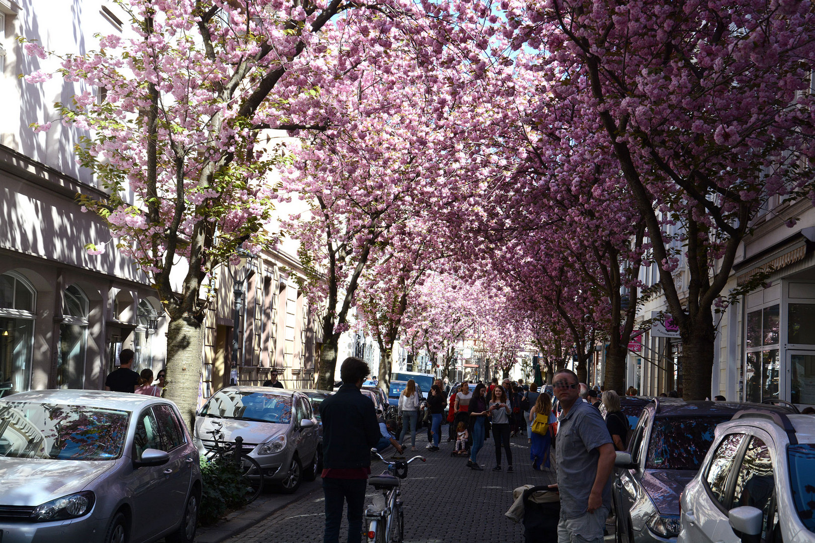 Die wunderschöne Kirschblütenpracht in der Altstadt von Bonn