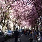 Die wunderschöne Kirschblütenpracht in der Altstadt von Bonn