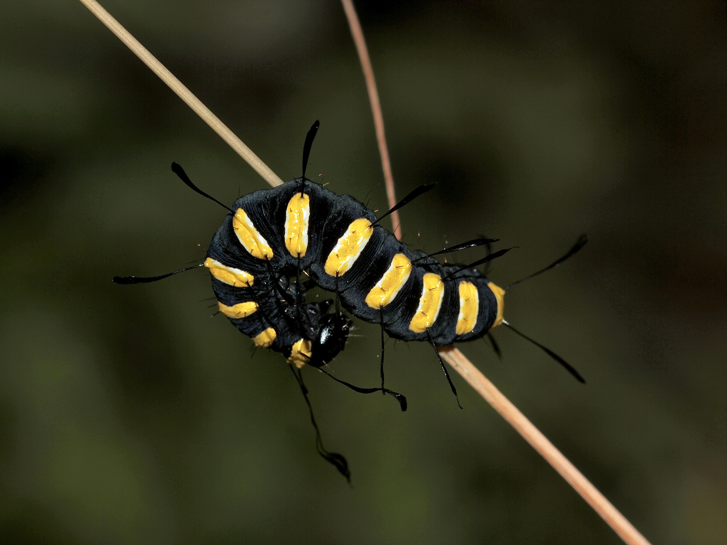 Die wunderschöne Raupe der Erleneule oder Erlen-Rindeneule (Acronicta alni) ...