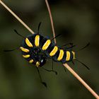 Die wunderschöne Raupe der Erleneule oder Erlen-Rindeneule (Acronicta alni) ...