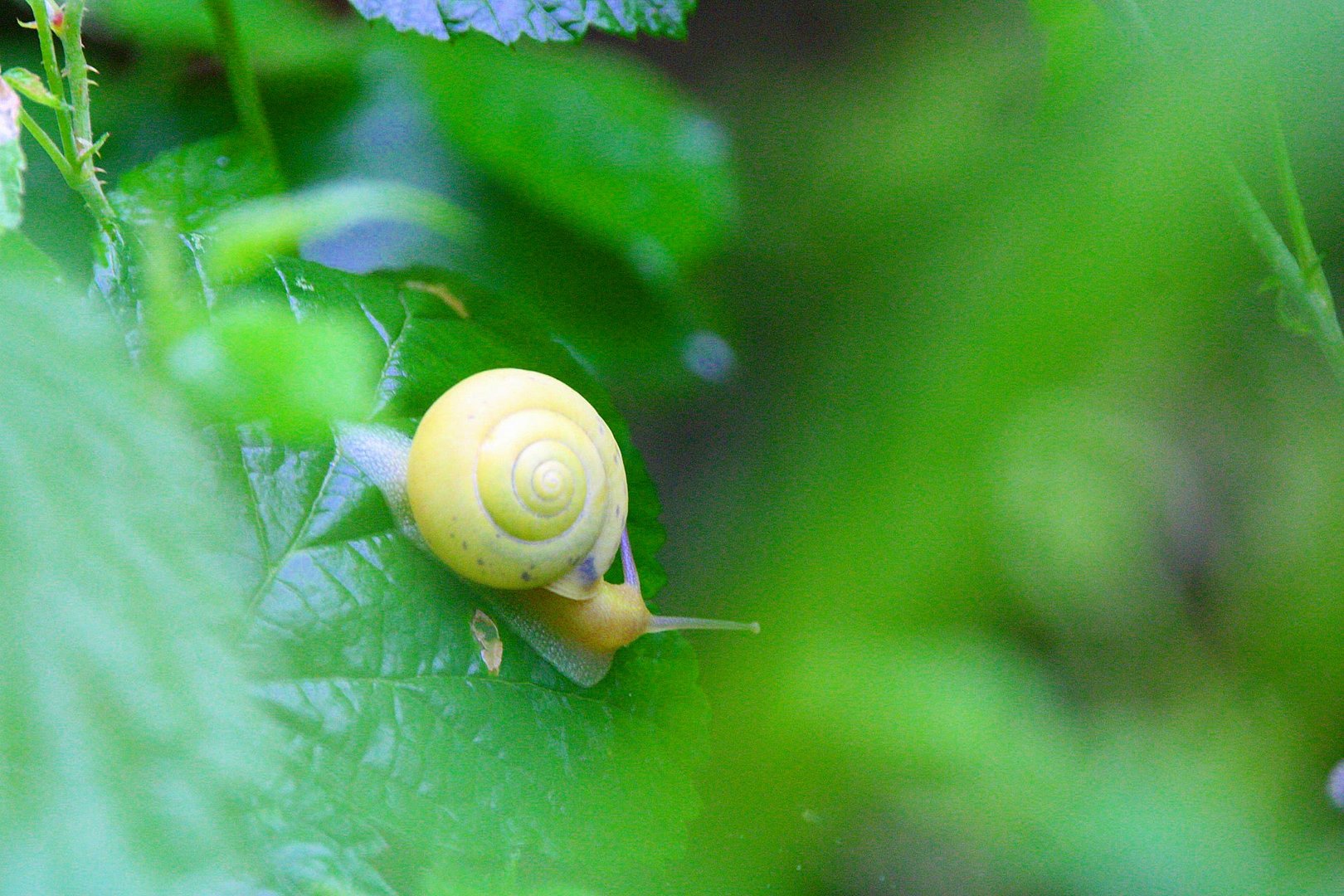 Die Wunderschöne Schnecke...