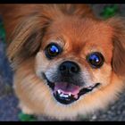 Die wunderschönsten Hundi-Augen der Welt...
