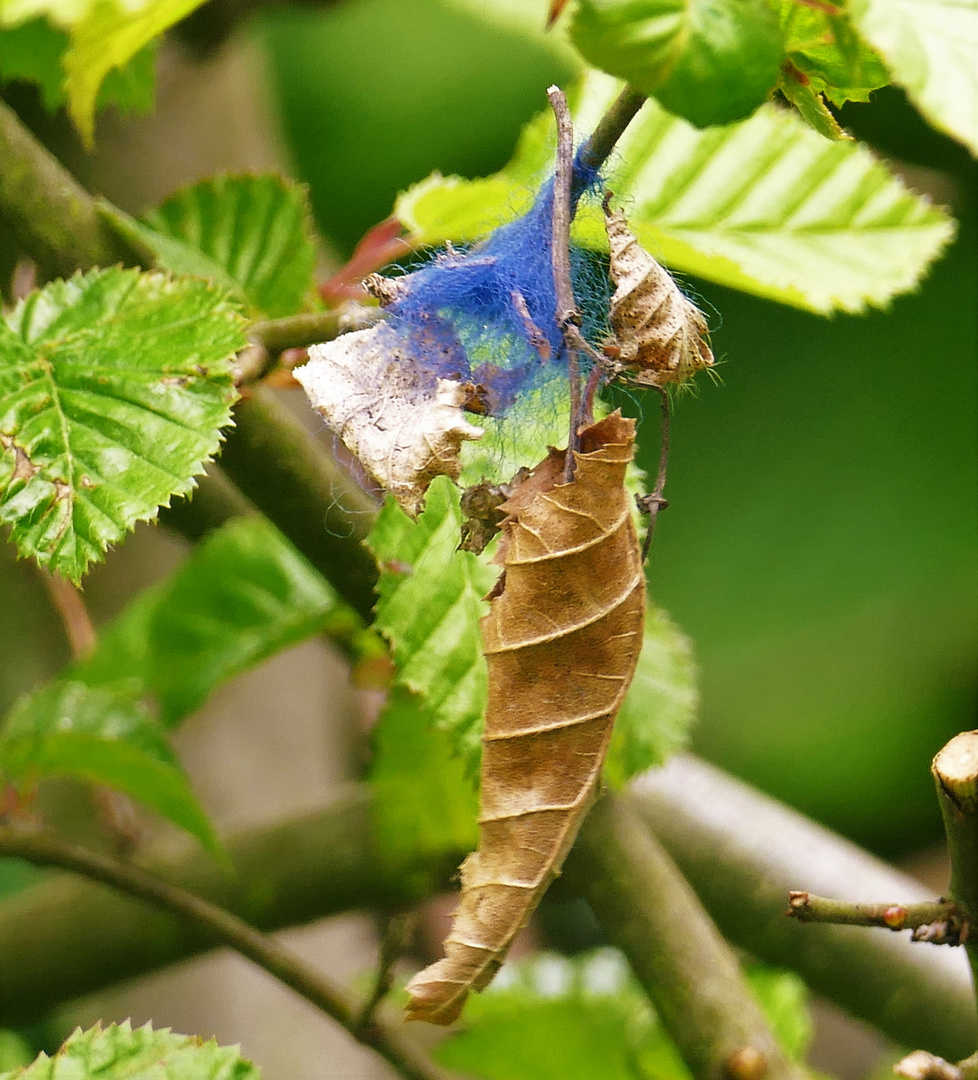 Die Wundertüte, Natur.