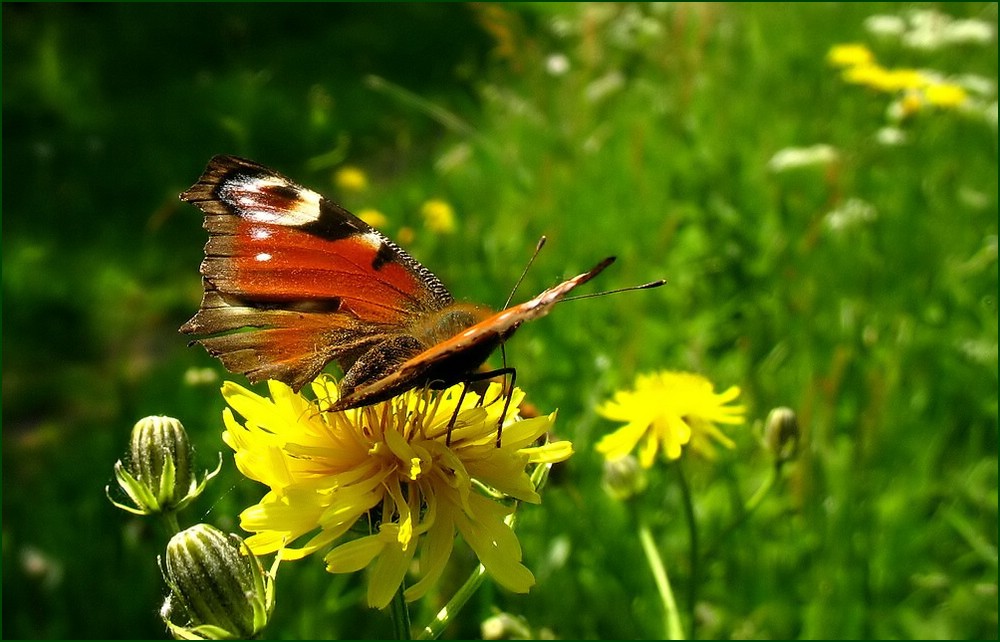 Die wundervollen Farben der Natur