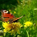 Die wundervollen Farben der Natur