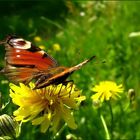 Die wundervollen Farben der Natur