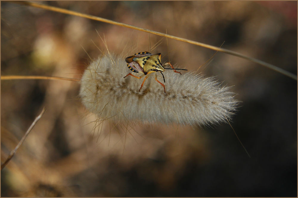 Die Wunderwanze...........