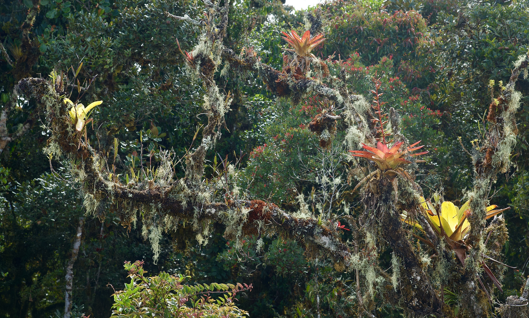 Die Wunderwelt der Flechten und der Bromelien im Nebelwald von Peru