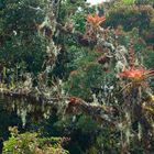 Die Wunderwelt der Flechten und der Bromelien im Nebelwald von Peru