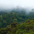 Die Wunderwelt der Nebelwälder