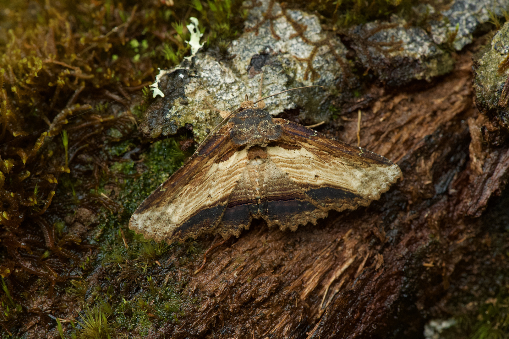 Die Wunderwelt der Nebelwälder