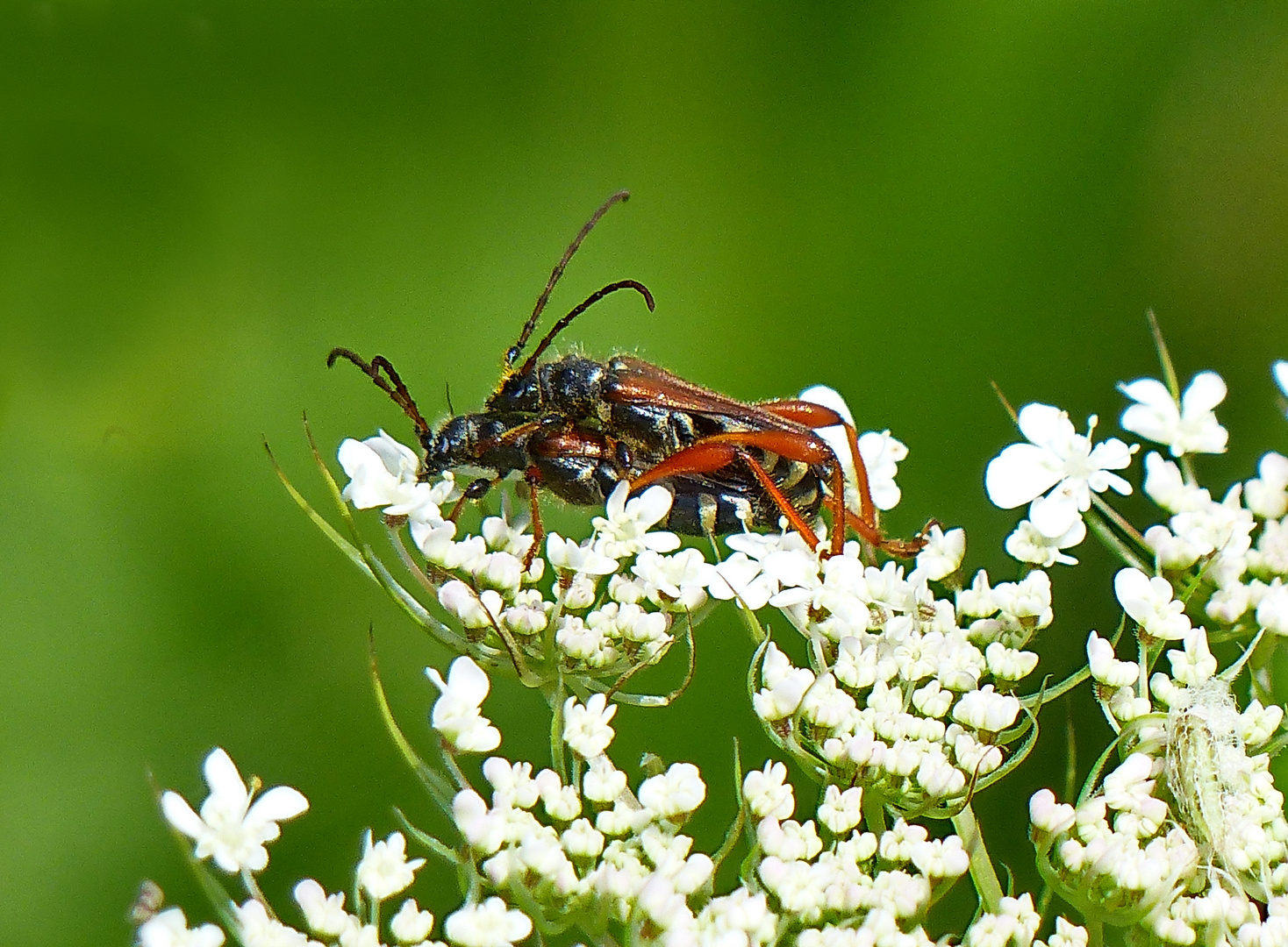 Die Wunderwelt Natur  