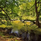 Die Wupper in Solingen