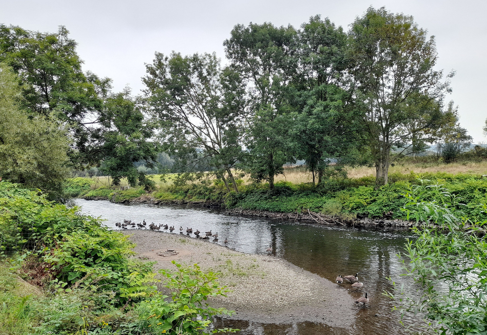 Die Wupper ist derzeit für viele Wildgänse ein Ort der Erholung ...