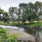 Die Wupper ist derzeit für viele Wildgänse ein Ort der Erholung ...