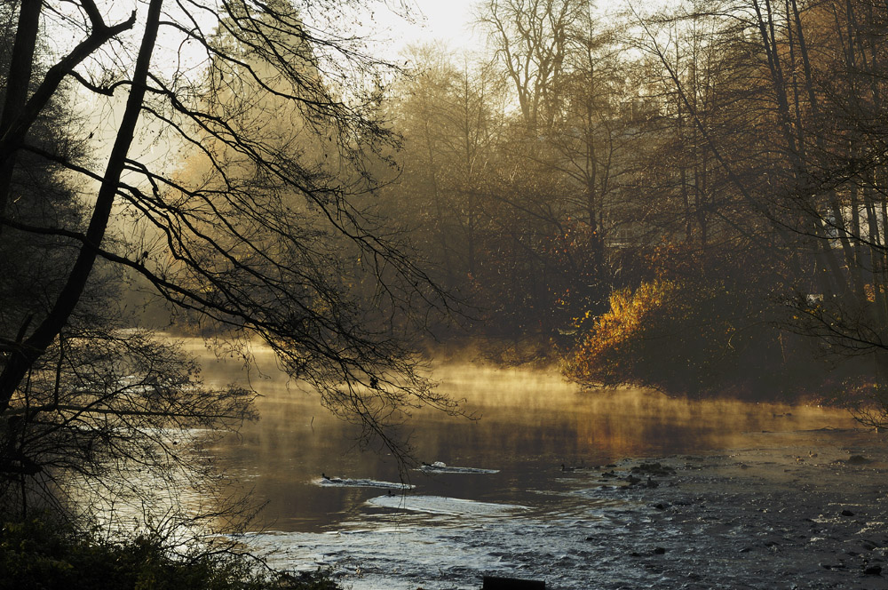 Die Wupperaue im Morgennebel