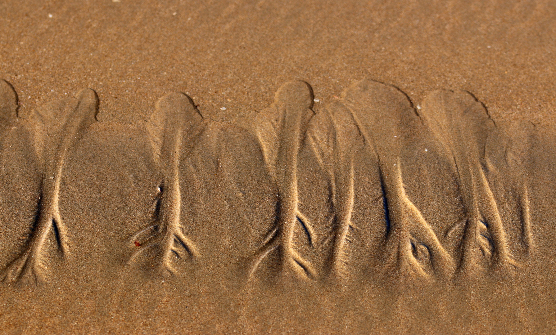 Die Wurzel des Strandes