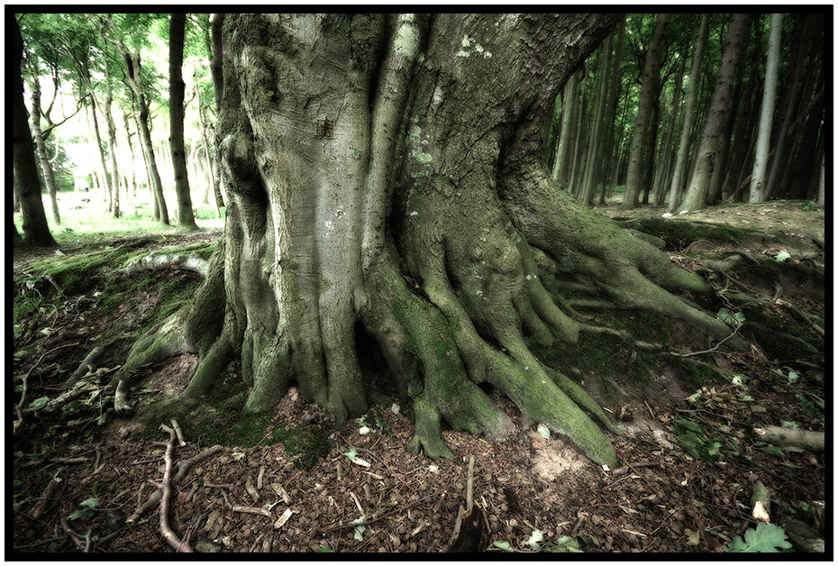 Die Wurzel eines Baumes