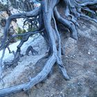 Die Wurzeln eines verbrannten Baumes im Yellow Stone NP