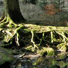 Die Wurzeln wollen an das Wasser