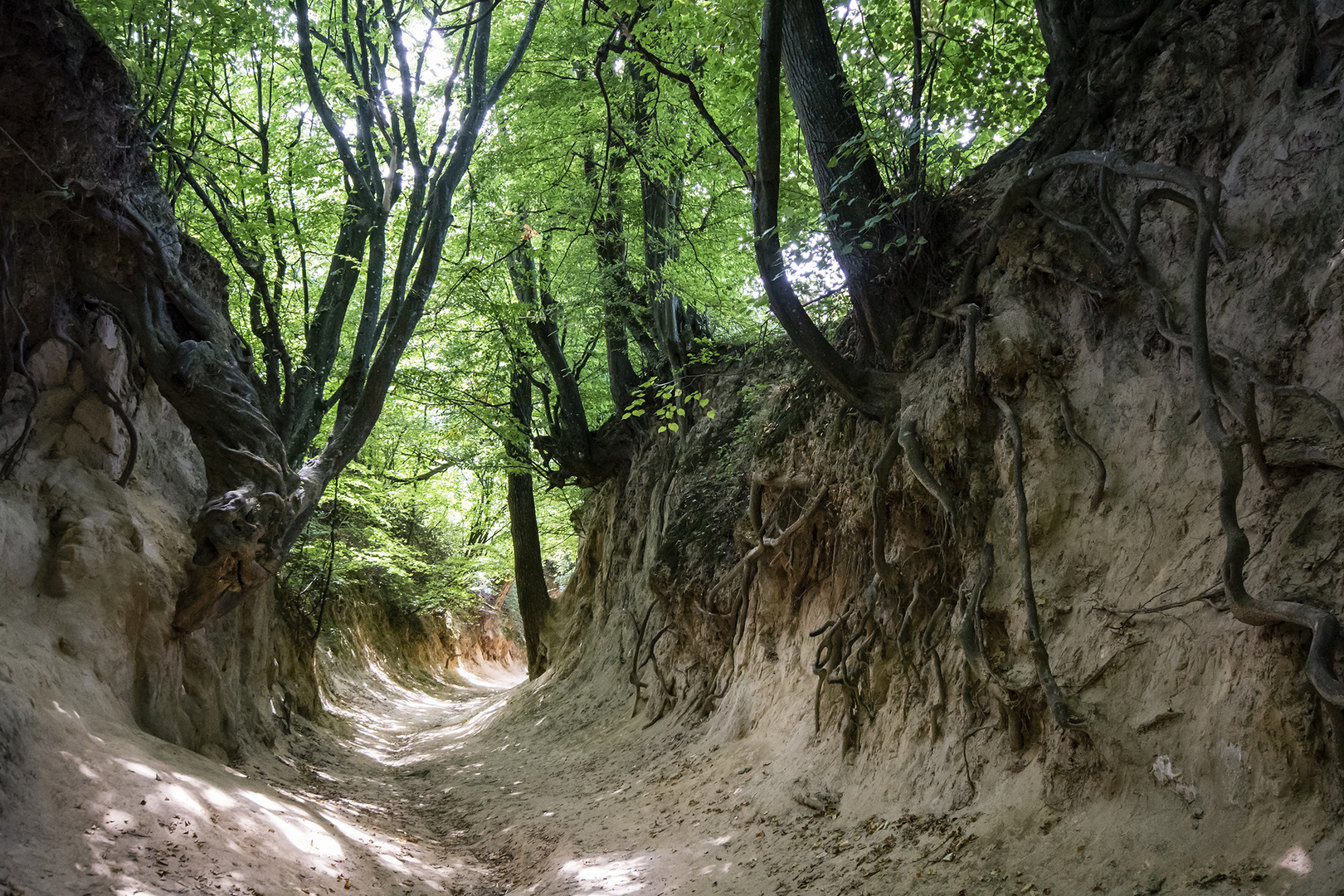 Die Wurzelnschlucht.