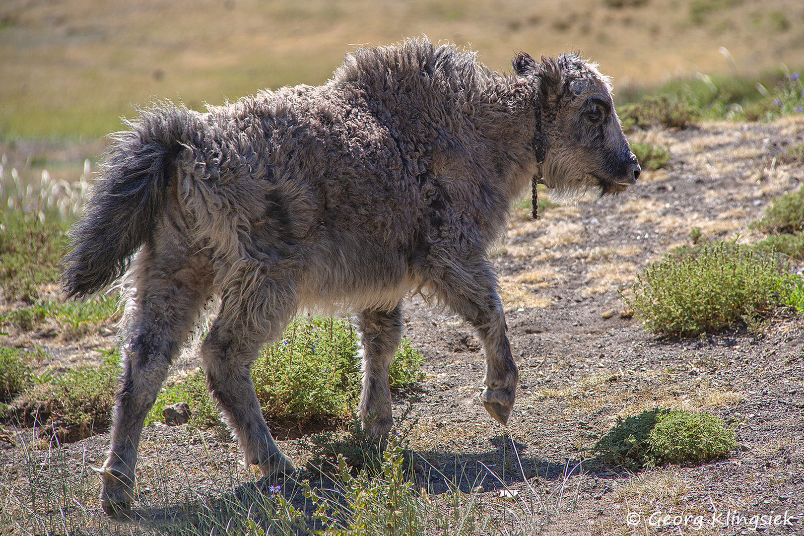 Die Yaks … 