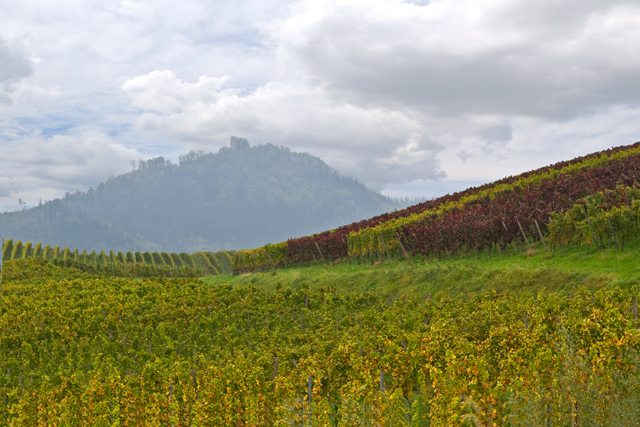 Die Yburg bei Steinbach im Rebland