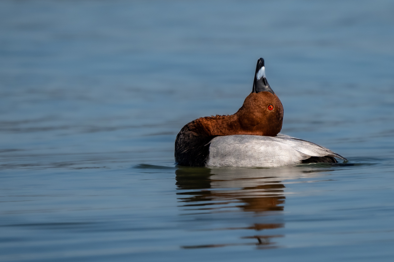 Die "Yoga-Ente" bei der Figur Kamel, ...