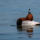 Die "Yoga-Ente" bei der Figur Kamel, ...