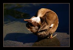 Die Yoga-Ente