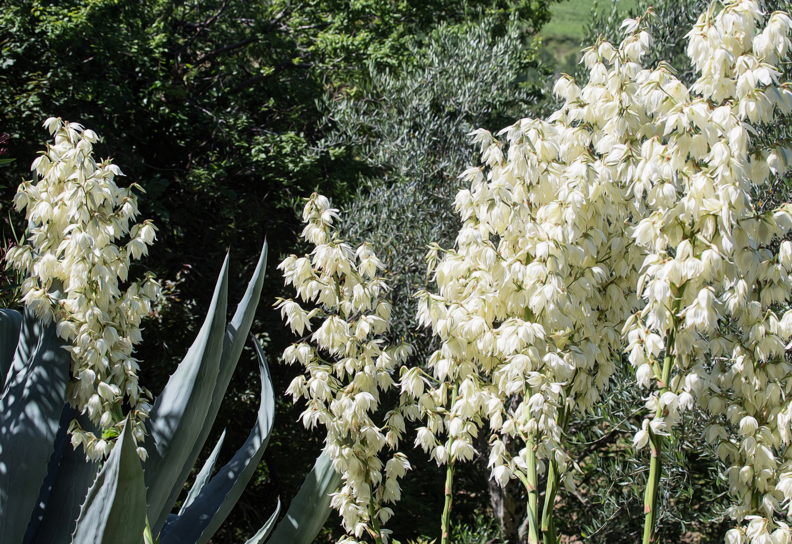 die Yucca-Palmen bluehen