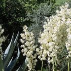 die Yucca-Palmen bluehen