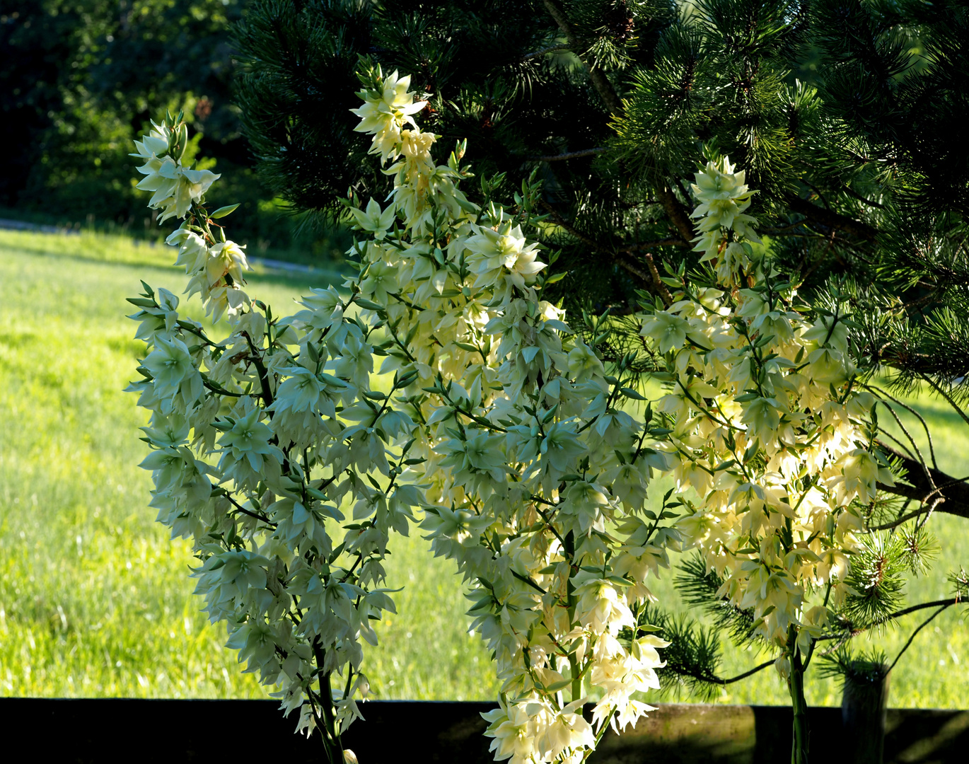 Die Yukka in voller Blüte