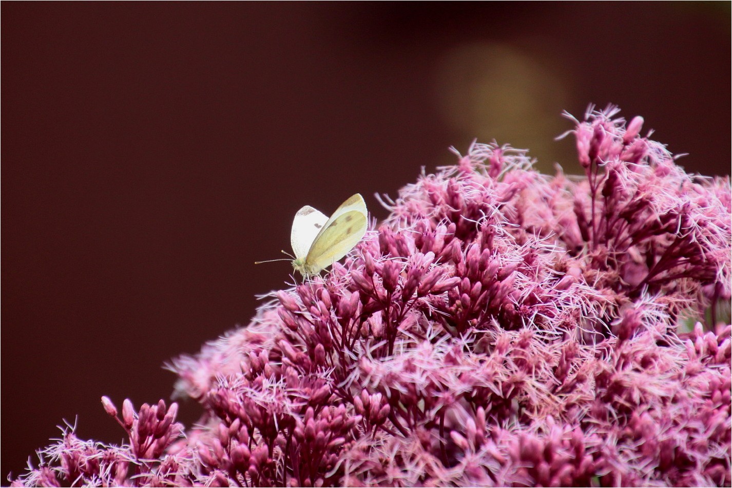 Die Zärtlichkeit der Natur