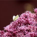 Die Zärtlichkeit der Natur