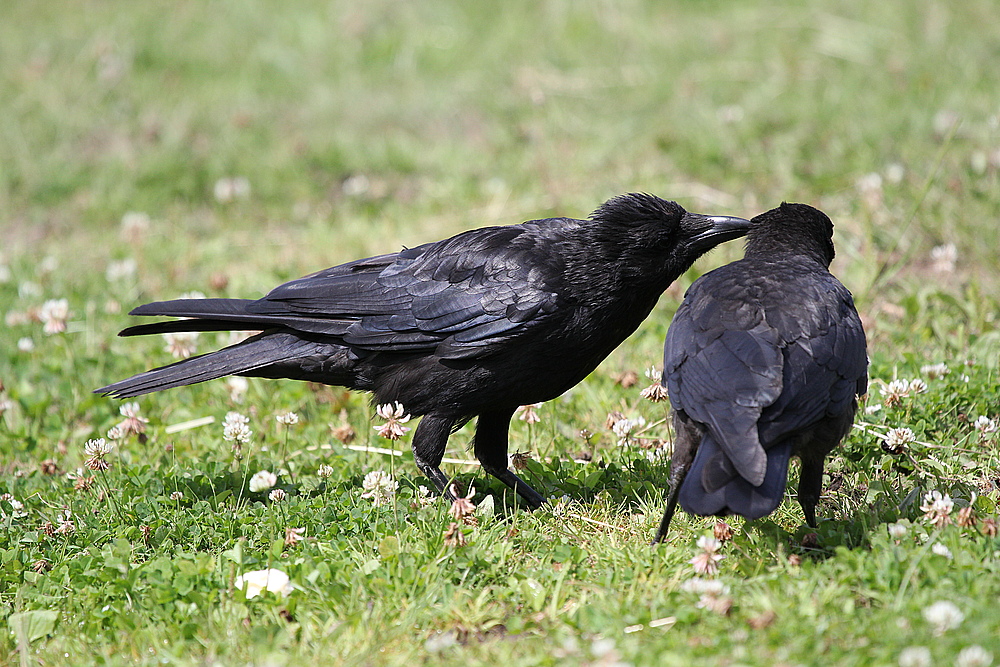 ...die Zärtlichkeit der Raben.... Foto & Bild tiere, wildlife, wild
