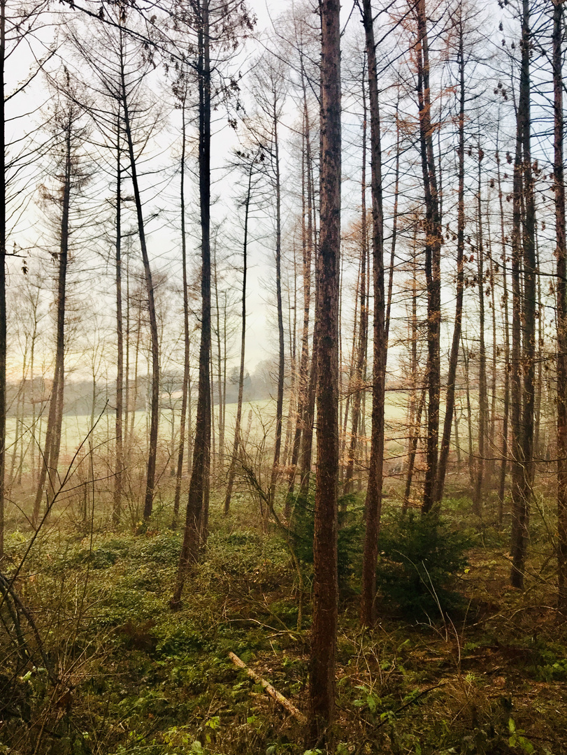 Die Zärtlichkeit im Wald ... .