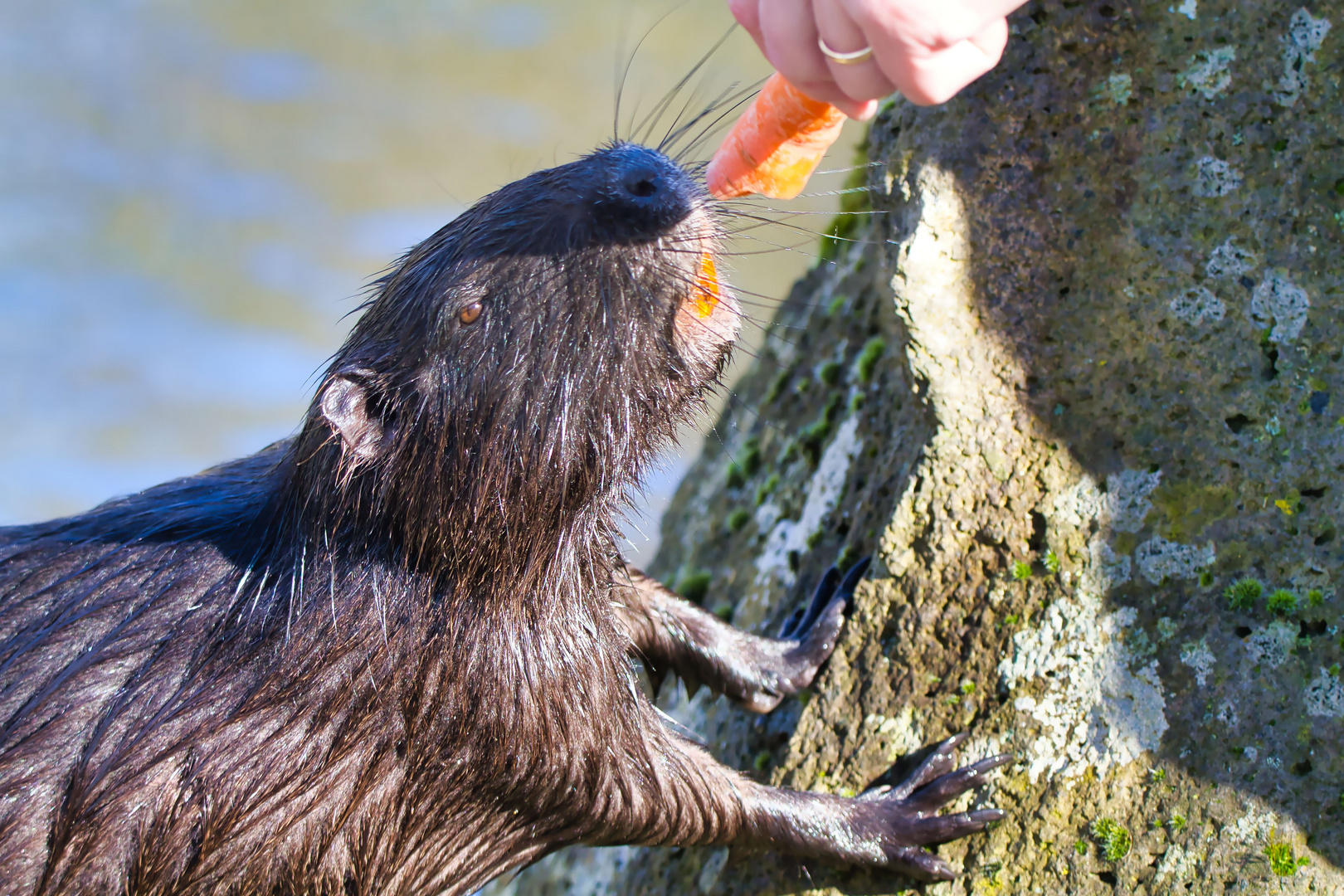 Die zahme Nutria