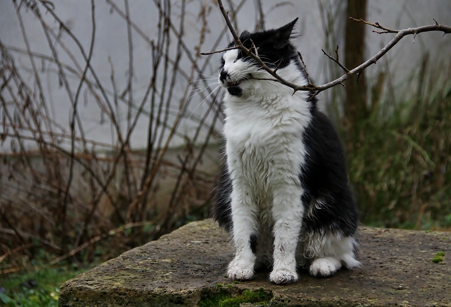 Die Zahnpflege wächst im Garten