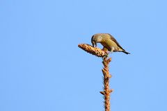 Die "Zapfenkönigin" - weibl. Fichtenkreuzschnabel 