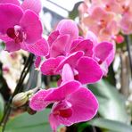 Die zart rosa Blüten der Orchideen
